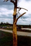 Lawrenceburg-F5-damage-tree.JPG