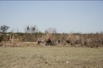 IMG_2465.jpeg