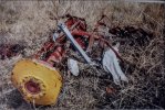 IMG_9485.jpeg