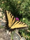 IMG_7379.jpeg