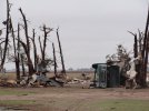 Tipton-OK-damage-debarking.JPG