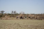 Westminster-F5-damage-vegetation.JPG