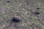 Westminster-F5-damage-scouring.JPG