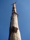 Boston-damage-debarking-close.JPG