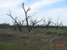 Marion-ND-damage-debarking2.JPG