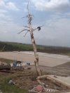 Stanton-damage-debarking-foundation.JPG
