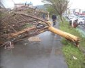 Tsukuba-damage-debarking.JPG Tsukuba-damage-debarking.JPG