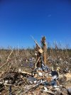 Smithville-EF5-tree-damage.JPG