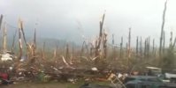 Brimfield-damage-debarking-2.JPG