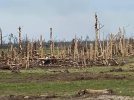Bassfield-EF5-damage-trees.JPG