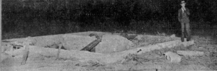 Screenshot 2022-05-13 at 19-01-15 7 Apr 1929 6 - The Minneapolis Journal at Newspapers.com.png