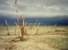 Loyalvalley-F5-damage-debarking.JPG