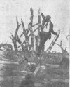 tree.jpg