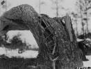 Screenshot 2022-05-17 at 18-23-00 Tornado damage to trees Custer area - BHSU - Black Hills Nat...png