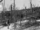 Screenshot 2022-05-17 at 18-17-21 Tornado damage to trees Custer area - BHSU - Black Hills Nat...png
