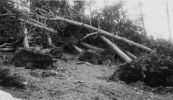 Screenshot 2022-05-17 at 18-15-05 Tornado damage to trees Blind Gulch - BHSU - Black Hills Nat...png