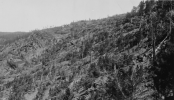 Screenshot 2022-05-17 at 18-14-31 Tornado damage to trees Benner Gulch - BHSU - Black Hills Na...png