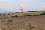 Moravia-damage-debarking.JPG