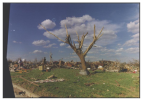 Tree 2.png