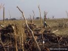 Van-wert-damage-debarking.JPG