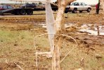electrical-wires-embedded-into-tree.jpg