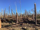 Intense_tree_damage_near_Equality,_AL.jpg