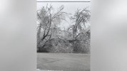 downed-trees-dripping-springs.jpg downed-trees-dripping-springs.jpg