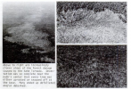 Screenshot 2023-02-02 at 12-43-56 Storm Data - Google Books.png
