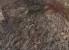 4CCD197E-DF12-452C-8463-CF2FFD0D4888.jpeg
