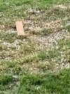 IMG_0980.jpeg