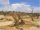 reportaje-sobre-los-efectos-del-tornado-asociado-a-la-supercelula-de-alcaniz-teruel-del-23-de-...gif