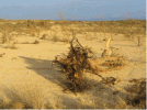 reportaje-sobre-los-efectos-del-tornado-asociado-a-la-supercelula-de-alcaniz-teruel-del-23-de-...gif