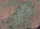 chachersk1.png