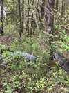 Yampertown Woods.jpg
