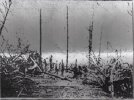 5  The site of the Pleasant Valley schoolhouse, with debarked denuded trees all around.jpeg
