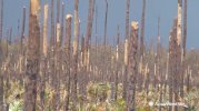 damaged-trees-hurricane-dorian.jpg