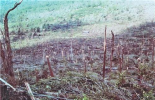 moshannon 2.png