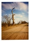 hesstonks1990tree.jpg