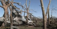 Bowdle-damage-debarking.jpg