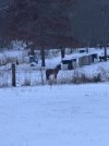 IMG_2772.jpeg