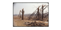 candlestickparktreedamage.png