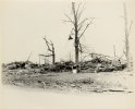 FlintMI1953tree(2).jpeg