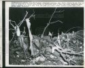 1957-Press-Photo-A-Tornado-killed-the-Davis.jpg
