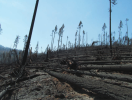 Screenshot_2020-10-02 Sci-Hub Fire Whirls Twisters That Light the Sky Weatherwise, 67(6), 12–2...png