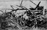 19250318GRIFFIN4.PNG