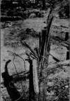 Screenshot_2020-11-26 関東大震災調査報告 気象篇（藤原咲平） - NDL Digital Collections(6).png