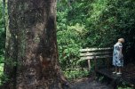 trees.jpg