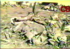 Screenshot_2021-01-13 TORNADO(3).png