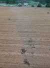 Screenshot_2021-01-22 3-31-20 Eufaula, AL Structural Damage - Bill Tucker Sound Story - Drone ...png