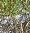 IMG_2076.jpeg